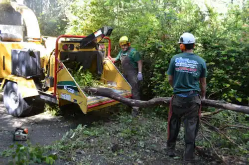 tree services Ferry Pass